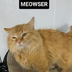 Photo of Meowser