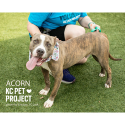 Thumbnail photo of Acorn #3