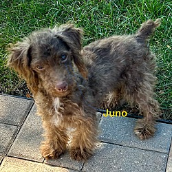 Thumbnail photo of Juno #1