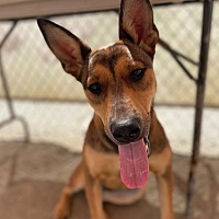 adopt a pet