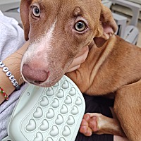 adopt a pet