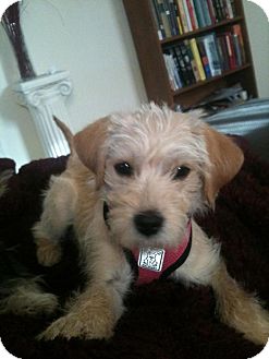 fox terrier cross maltese