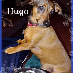 Photo of Hugo