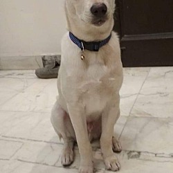Thumbnail photo of Dex-Indian Pariah pup #3