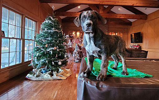 Pittsburg, PA - Mountain Cur. Meet Hickory a Pet for Adoption.