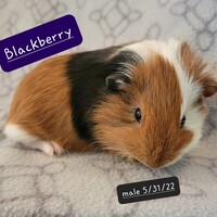 Photo of Blackberry