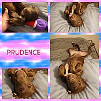 Photo of Prudence