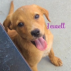 Photo of Jewell
