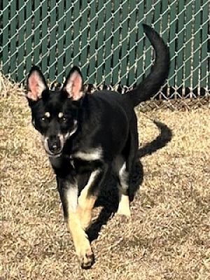 Shawnee, OK - German Shepherd Dog. Meet Ozzy a Pet for Adoption ...