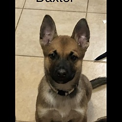 Photo of Daxter