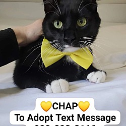Photo of CHAP