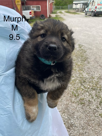 Photo of Murph