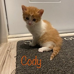Photo of Cody