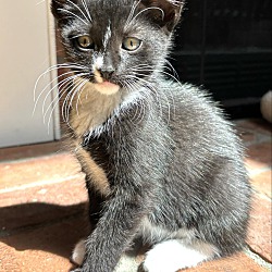 Photo of Kitten Maverick