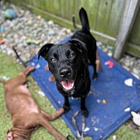 adopt a pet