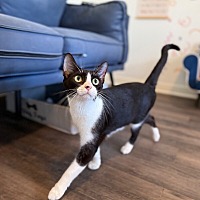 adopt a pet