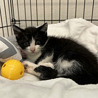 adopt a pet