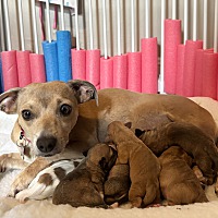 adopt a pet