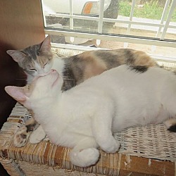Thumbnail photo of Patches and Calo #2