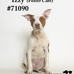 Thumbnail photo of Izzy  (Foster Care) #1