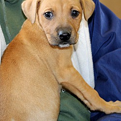 Thumbnail photo of Lucy Liu~adopted! #4