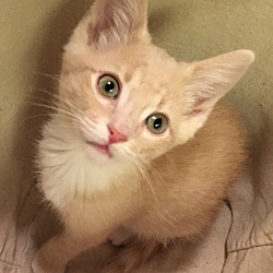 Humane Society Of Oldham County In Lagrange Kentucky