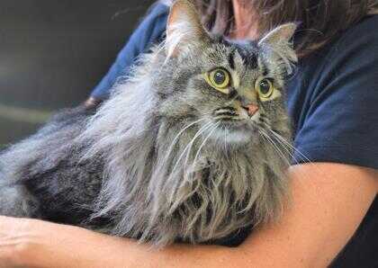 Adopt Ivy A All Black Norwegian Forest Cat / Domestic ...