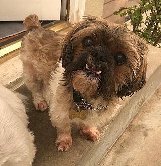Shih tzu shop tail docking