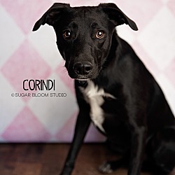 Photo of Corindi