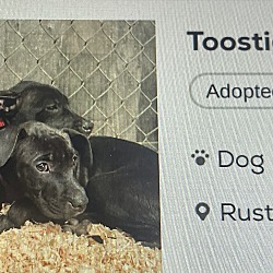 Photo of Toostie