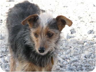 Indianapolis In Yorkie Yorkshire Terrier Meet Cisco A Pet For Yorkie Yorkshire Terrier
