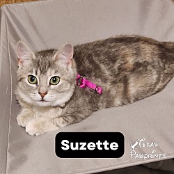 Thumbnail photo of Suzette #1