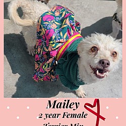 Thumbnail photo of MAILEY- 2 YEAR FEMALE TERRIER #1