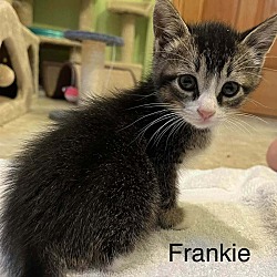 Thumbnail photo of Frankie #1