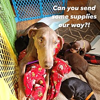 adopt a pet
