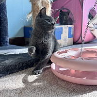 adopt a pet