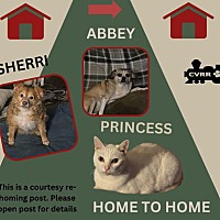 adopt a pet