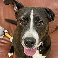 adopt a pet