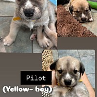adopt a pet
