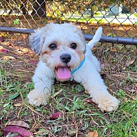 CLARK - Poodle (Miniature) available for adoption