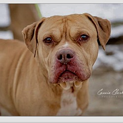 Thumbnail photo of Ryder - ADOPTED! #1