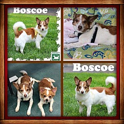 Thumbnail photo of Boscoe #4