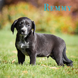 Photo of Remmy