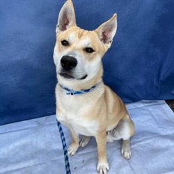 Photo of *CHIP