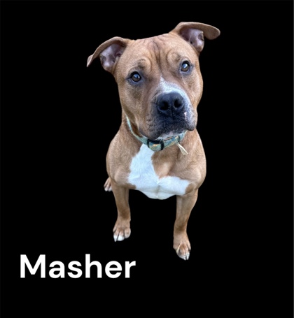 Photo of Masher