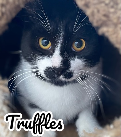 Thumbnail photo of Truffles #2