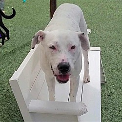 Photo of Molly- $75 Adoption Fee! Diamond Dog!