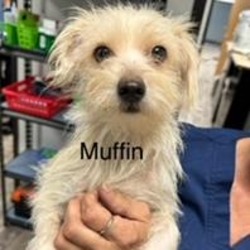 Thumbnail photo of Muffin #3