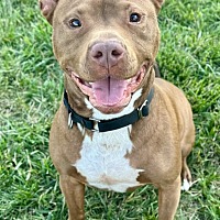 adopt a pet