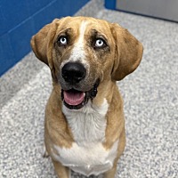 adopt a pet